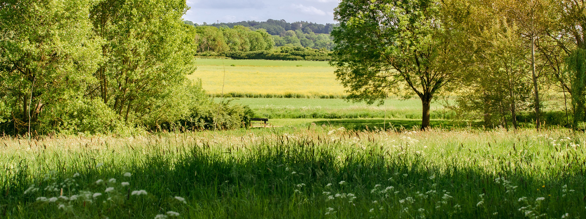 View of hills and grass with trees.