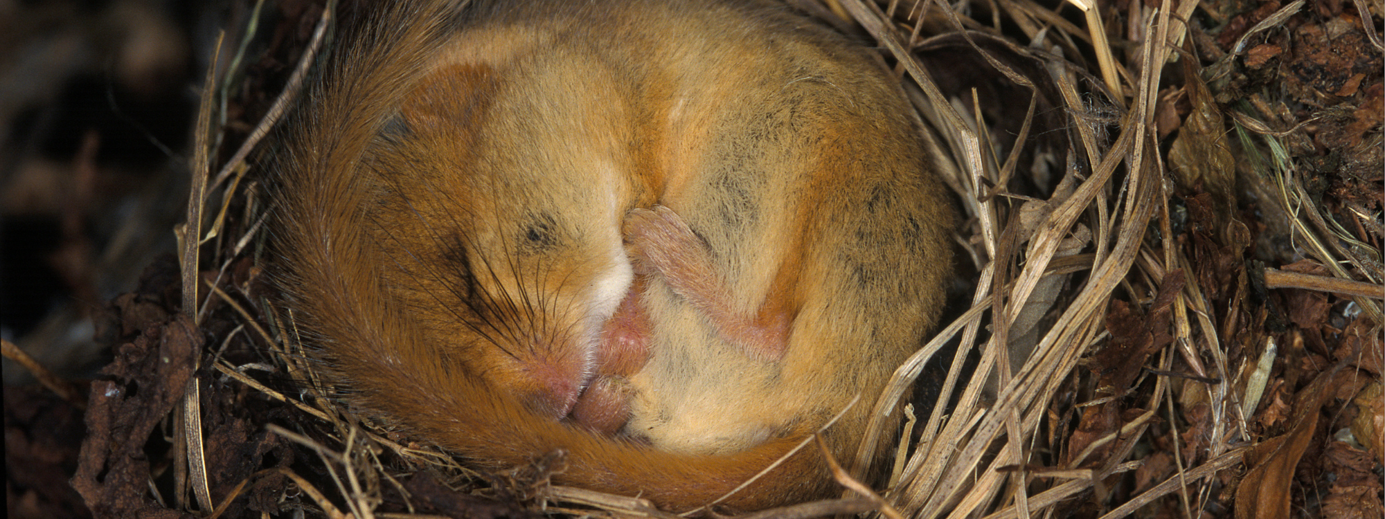 A light brown dormouse is curled up in a grassy nest. Its tail is covering the top of its head. 