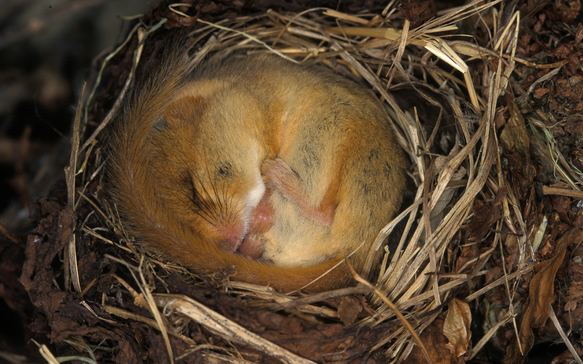A light brown dormouse is curled up in a grassy nest. Its tail is covering the top of its head.