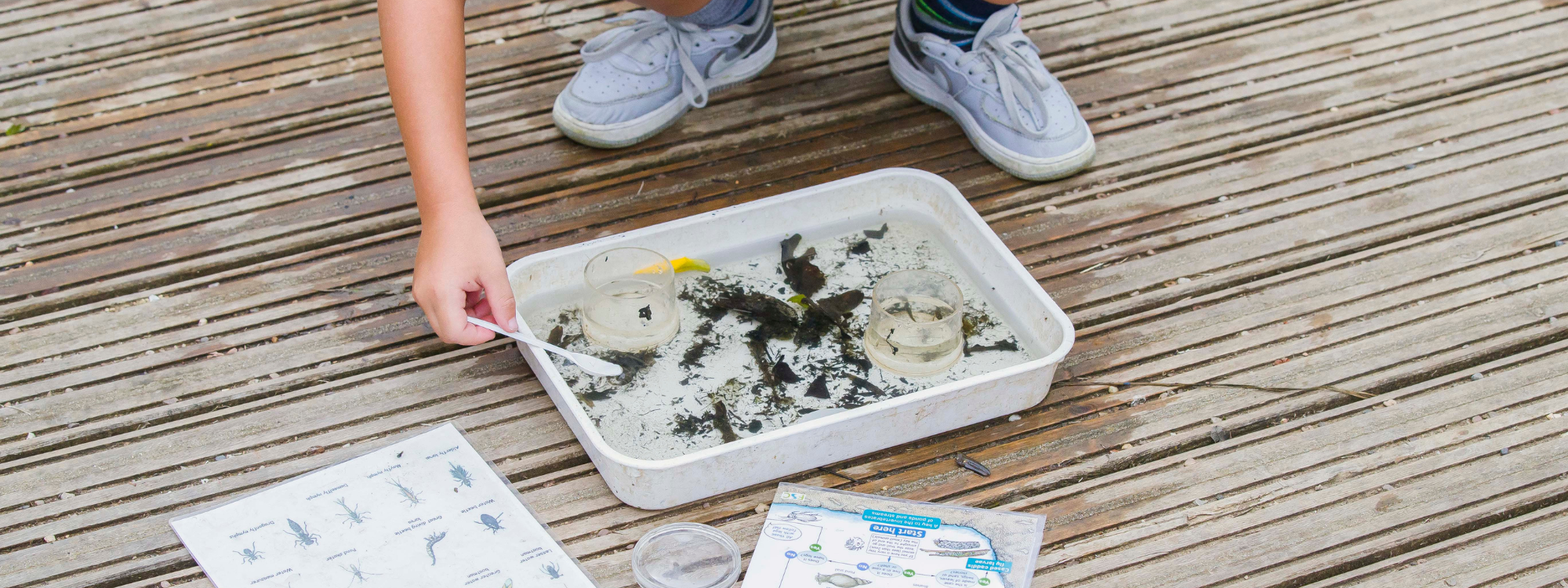 A child is crouched down on some decking looking into a plastic tray that contains some water, small pond creatures and debris. They are holding a plastic spoon in the water and are surrounded by identification guides. 