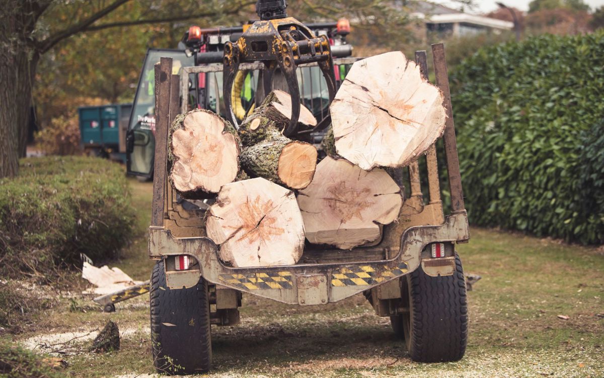 The Parks Trust team member cutting down willow tree