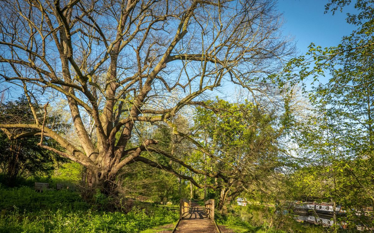 Ancient lime tree and board walk at Great Linford Manor Park in Milton Keynes