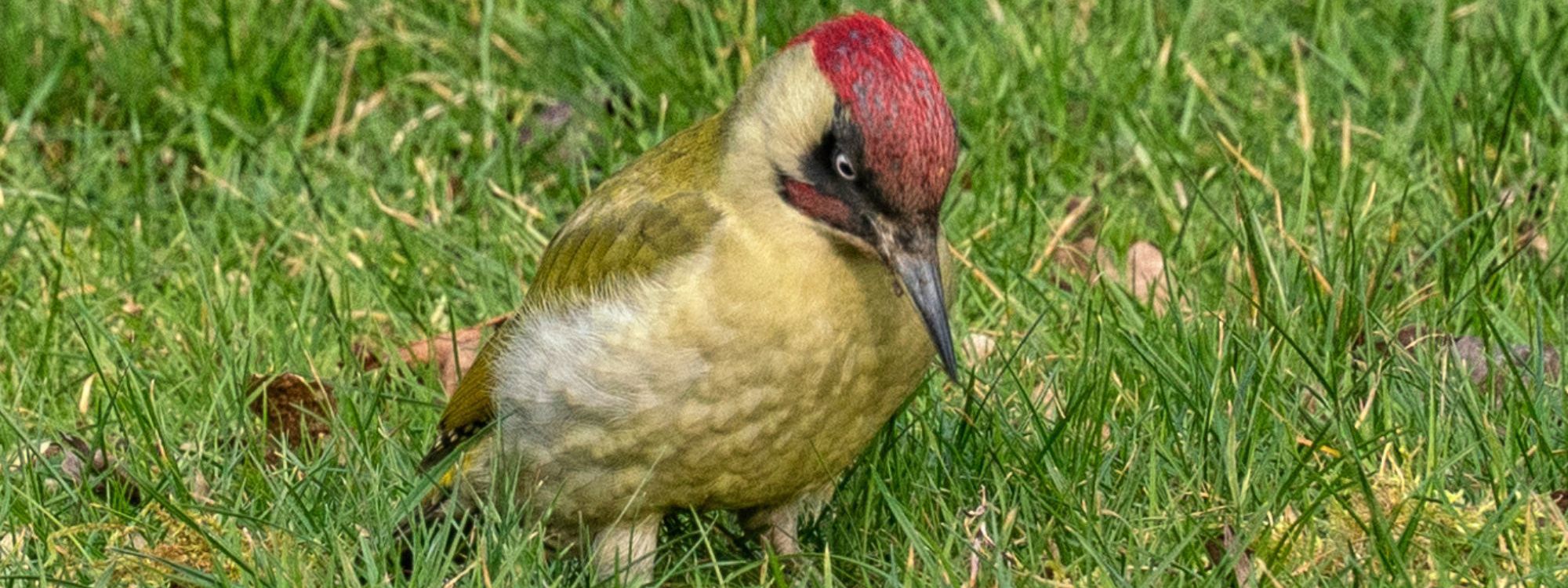 Woodpecker pecking the grass in Milton Keynes park