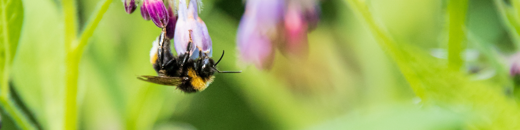 A white tailed bumblebee hangs upside down from a purple cumfrey flower 