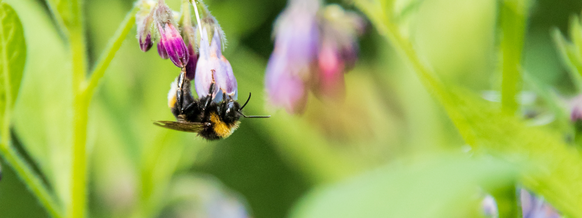 A white tailed bumblebee hangs upside down from a purple cumfrey flower 