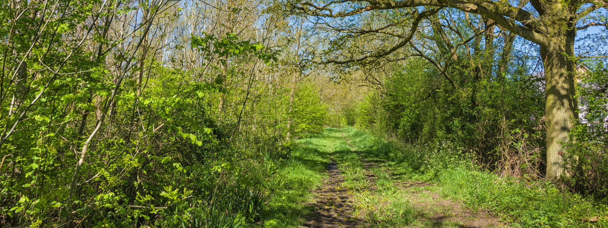 Mature tree and woodland path at Hazeley Wood.