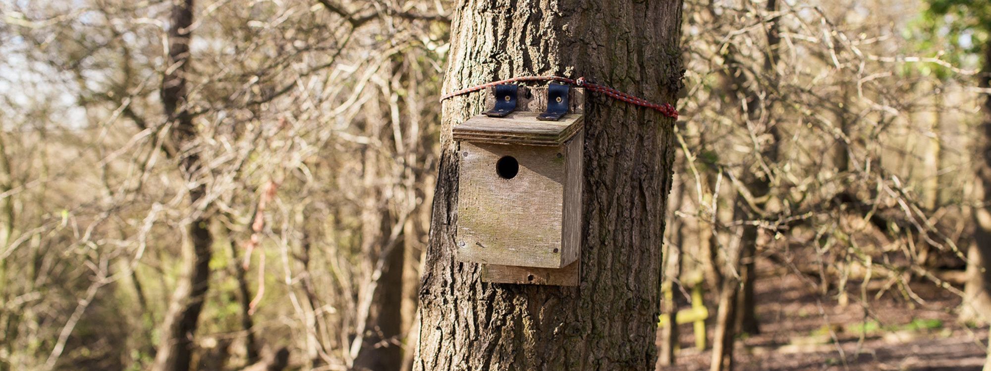 Nesting box attached to a tree