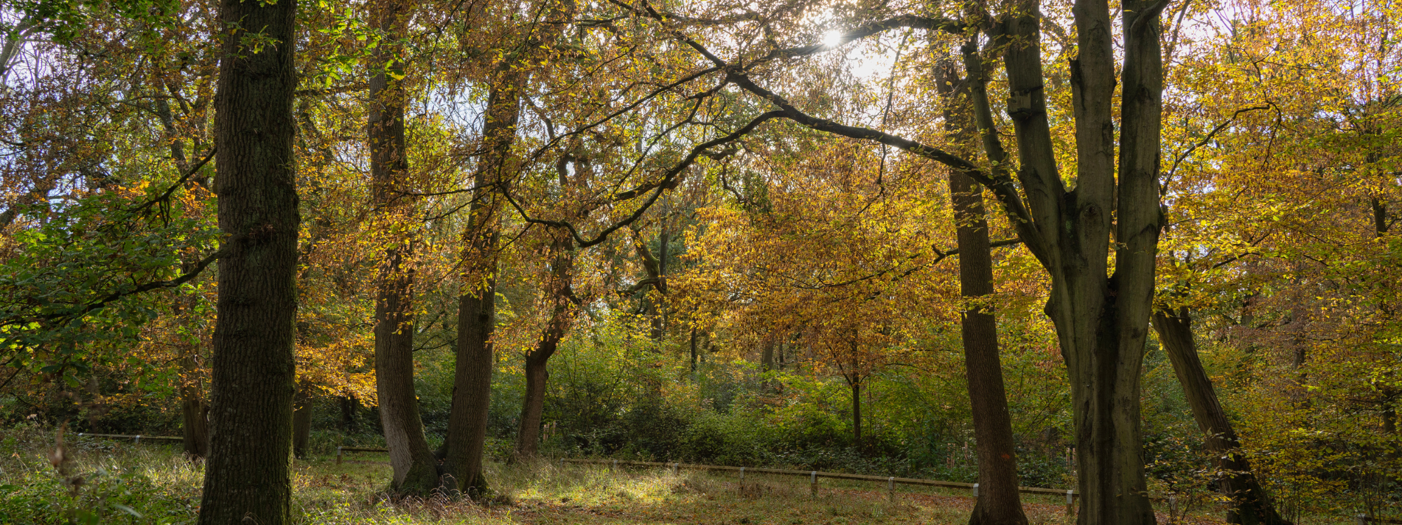 An autumnal view of trees with sunshine streaming through