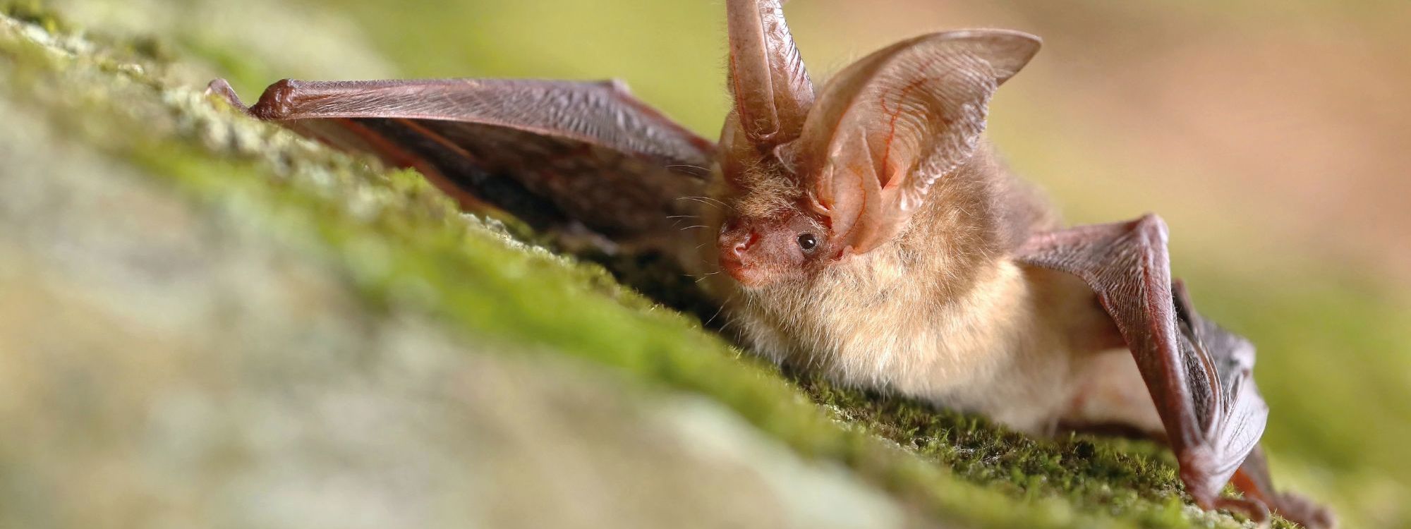 Long eared bat holding resting on a tree 