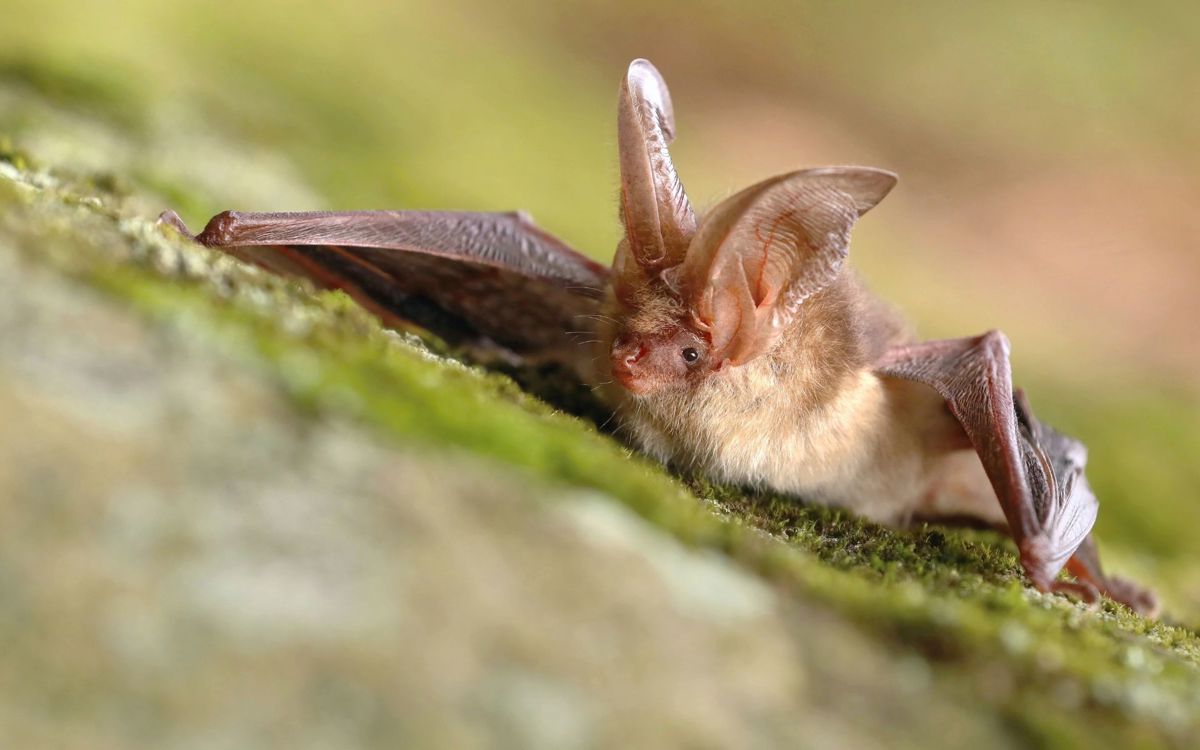 Long eared bat holding resting on a tree