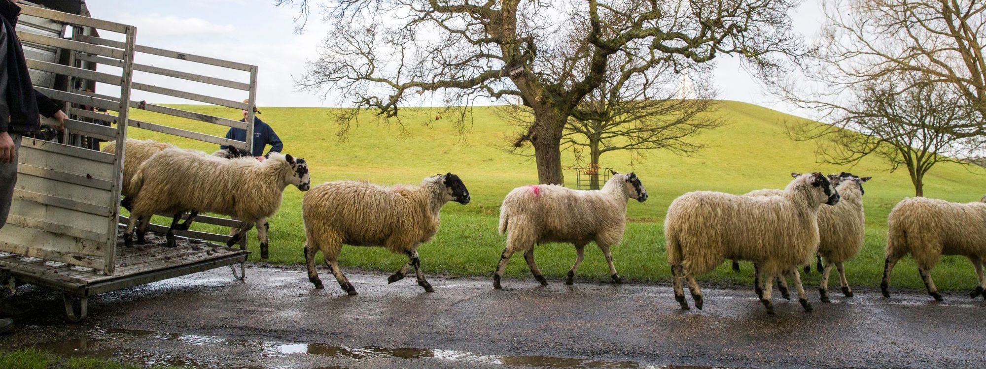 Sheep arriving off truck in Campbell Park