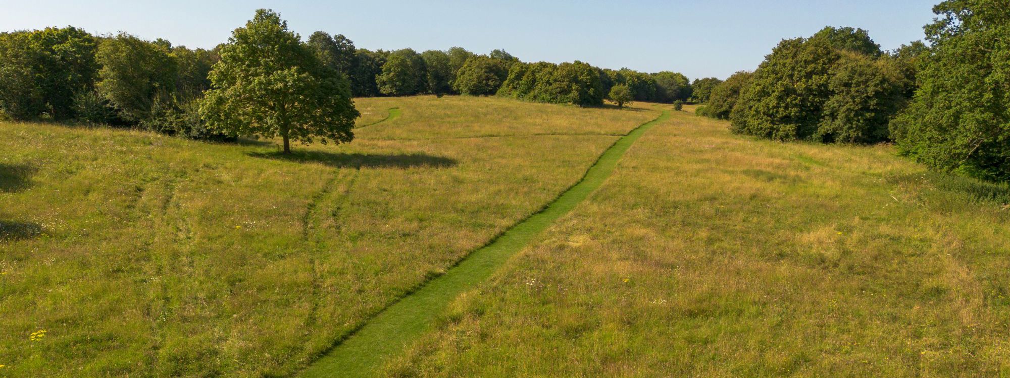 Campbell Park wildflower meadow with cut avenue of grass