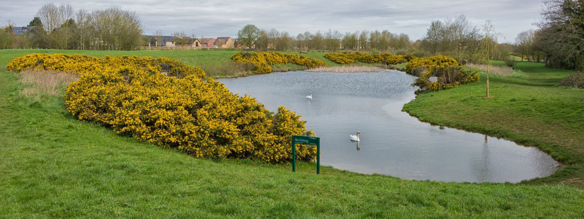 Stonepit Field pond with sign and yellow flowers and swans