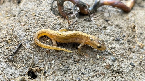 juvenile newt body