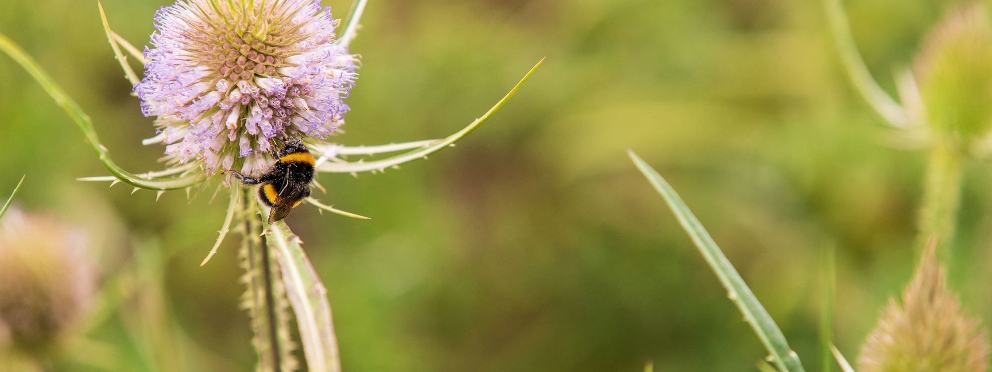 Bumblee bee getting nectar from flower