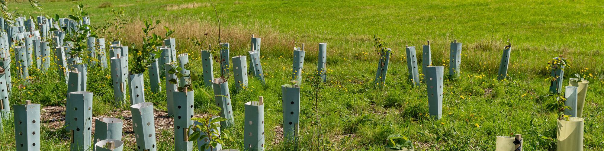 Newly planted trees at Middleton Wood Meadow in Milton Keynes