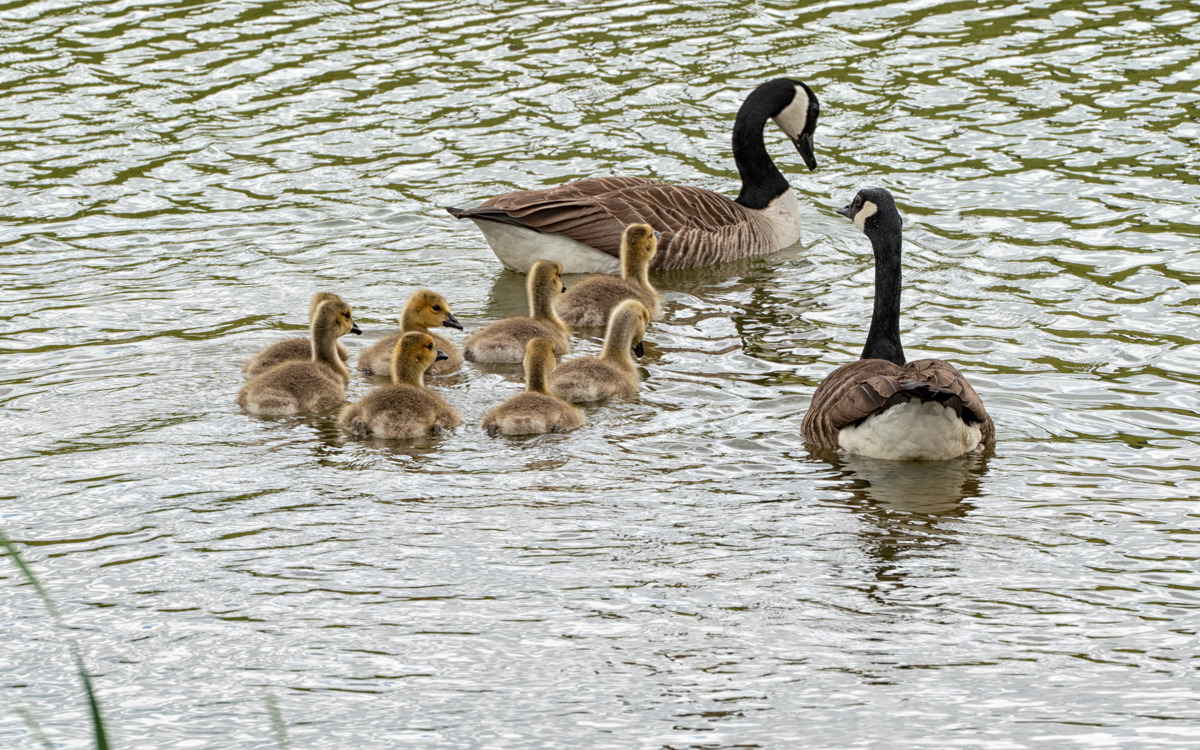 Geese and goslings in the water at Glebe Farm.