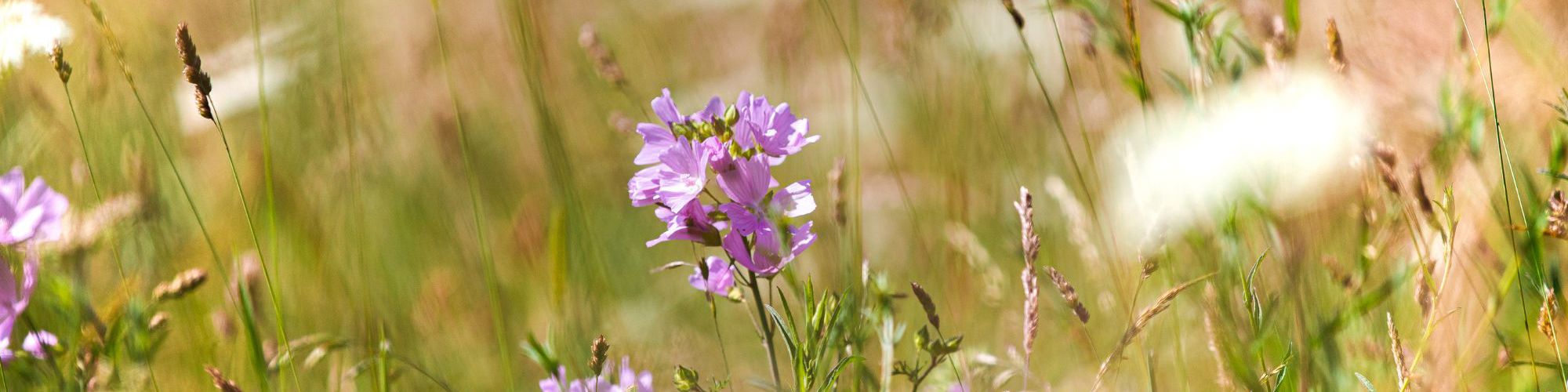 Wildflower Meadow up close on grass and pink flowers