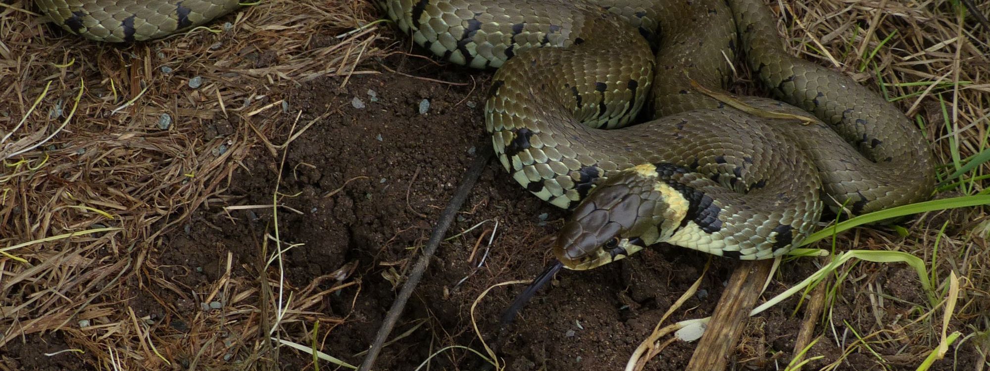 Grass snake in Milton Keynes park