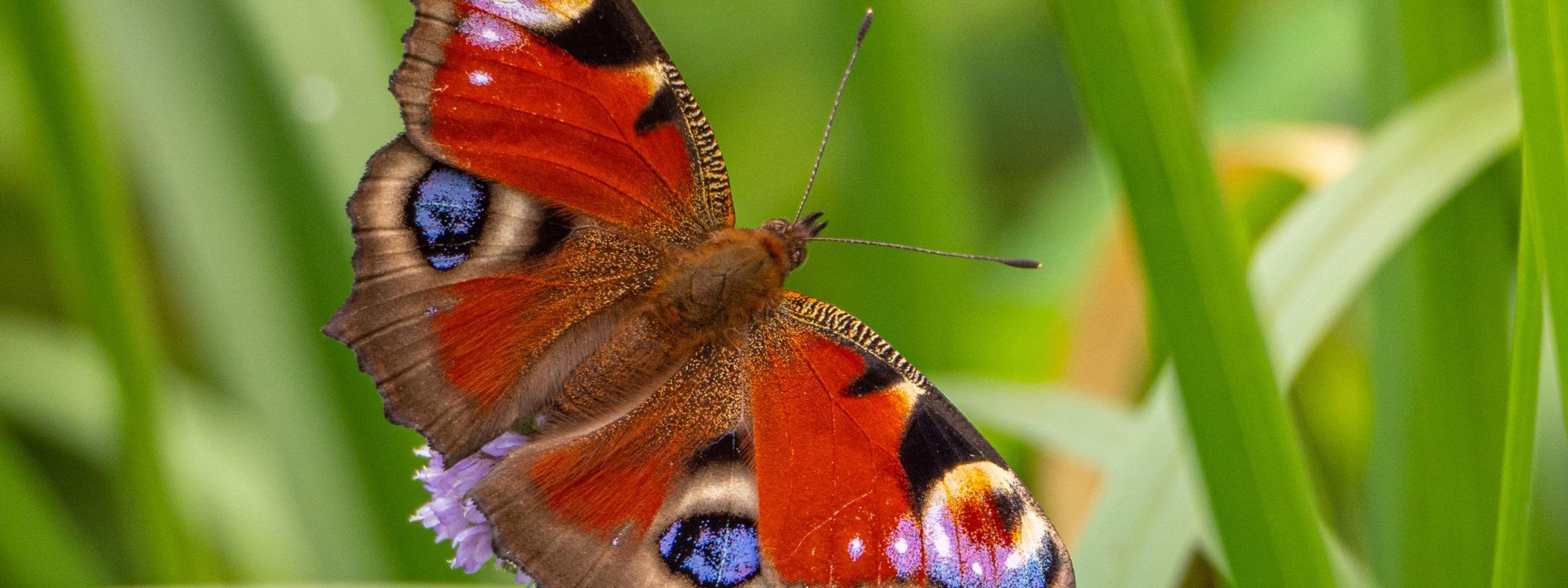 Butterfly with wings spread on grass