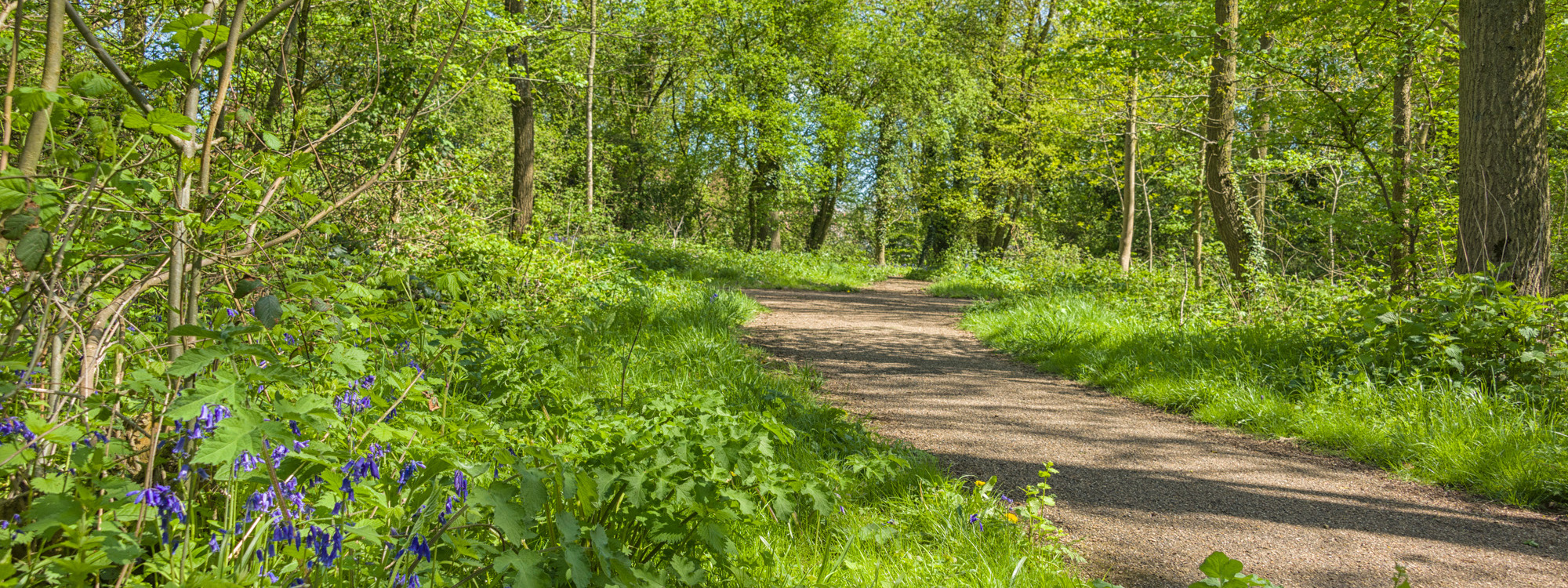 Woodland footpath with bluebells.