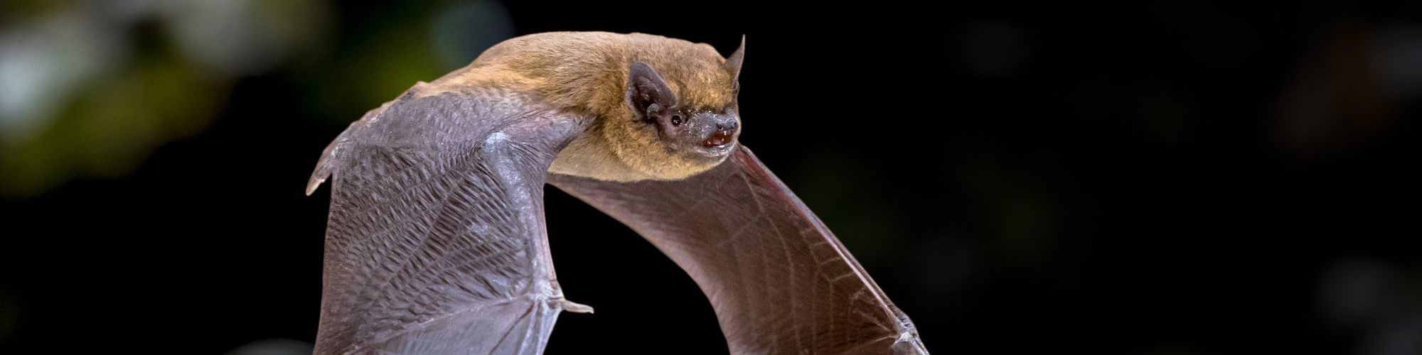 Flying Pipistrelle bat flying at dusk