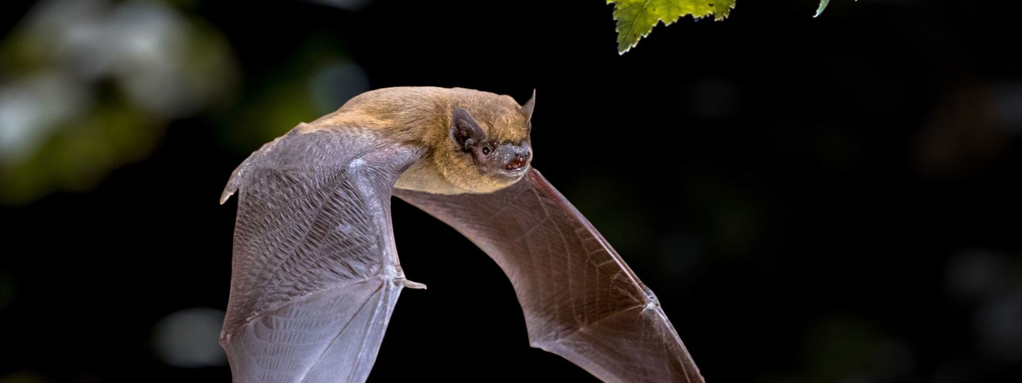 Flying Pipistrelle bat flying at dusk