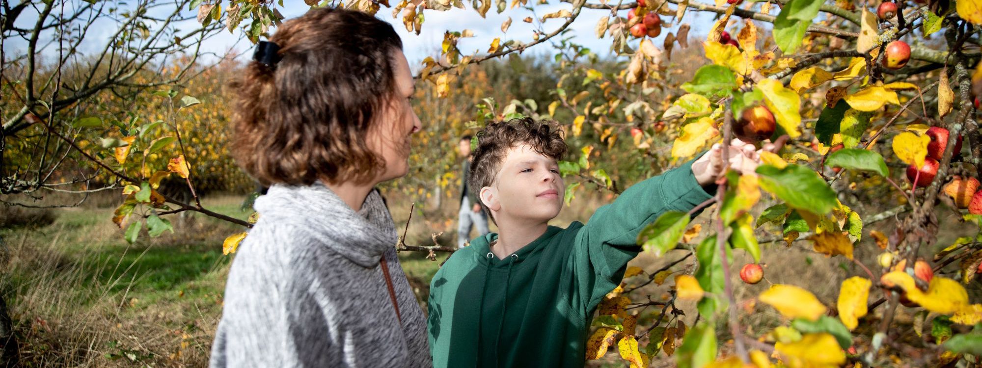 Parent and child picking apples from a tree