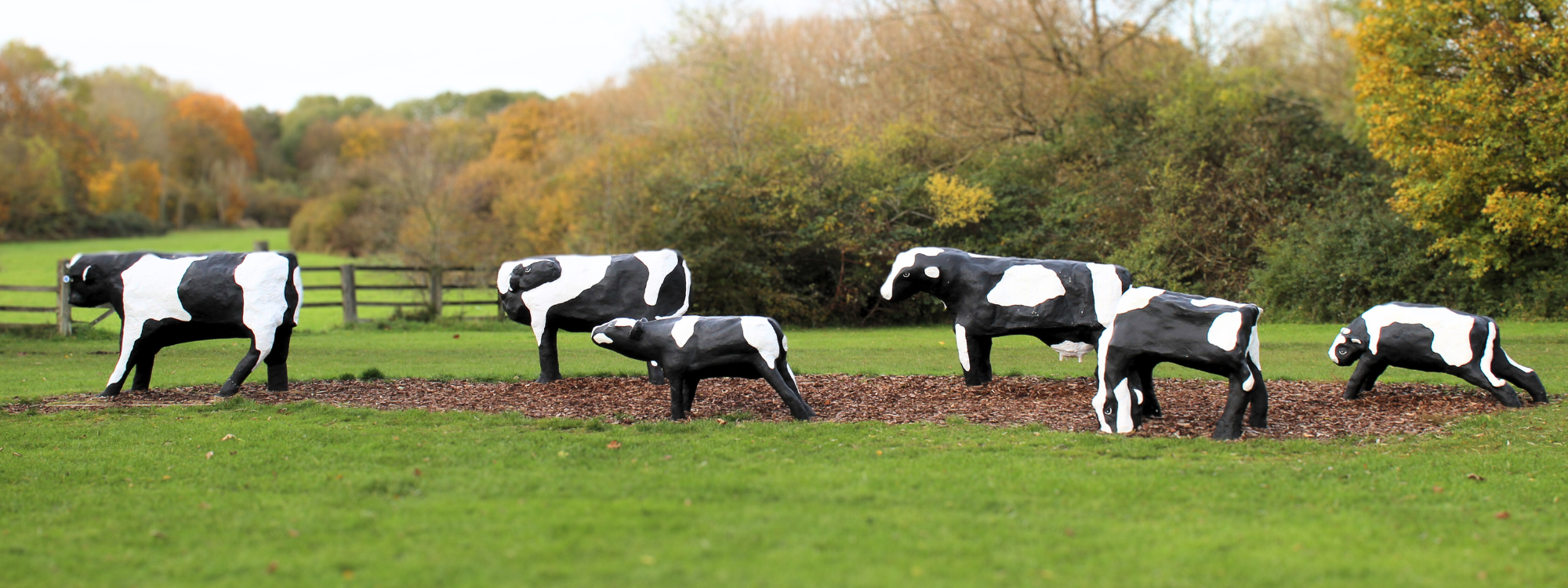 The image shows a group of sculptures resembling cows placed outdoors. These cow sculptures are painted black and white to mimic the appearance of real cows. They are arranged on a mulch-covered path in a grassy, park-like area surrounded by trees. The sculptures seem to be made of a solid material, possibly concrete or similar, giving them a sturdy, permanent presence in the landscape.