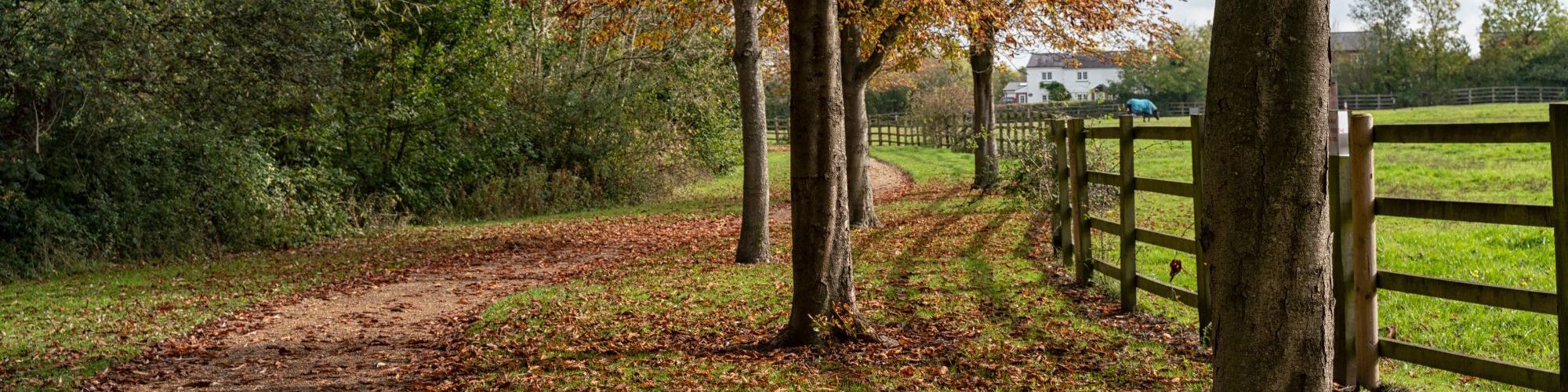 Horse chestnut trees along pathway in Milton Keynes park