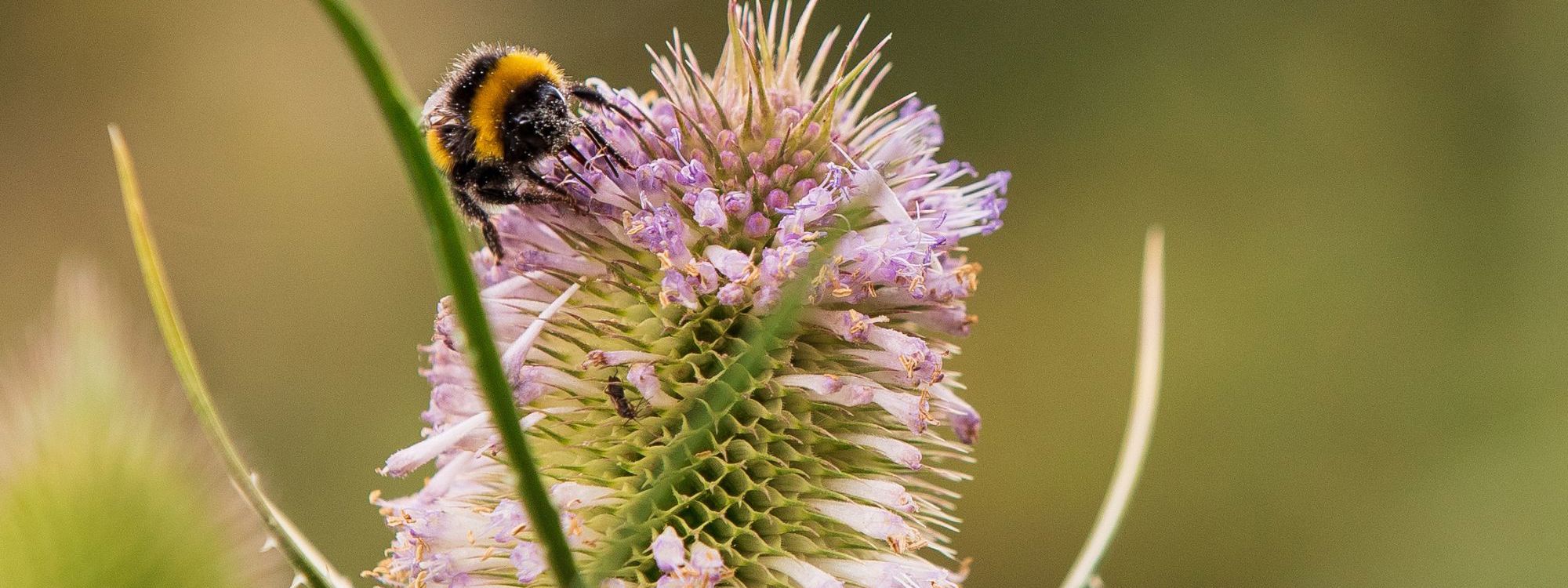 Bee resting on flower in park