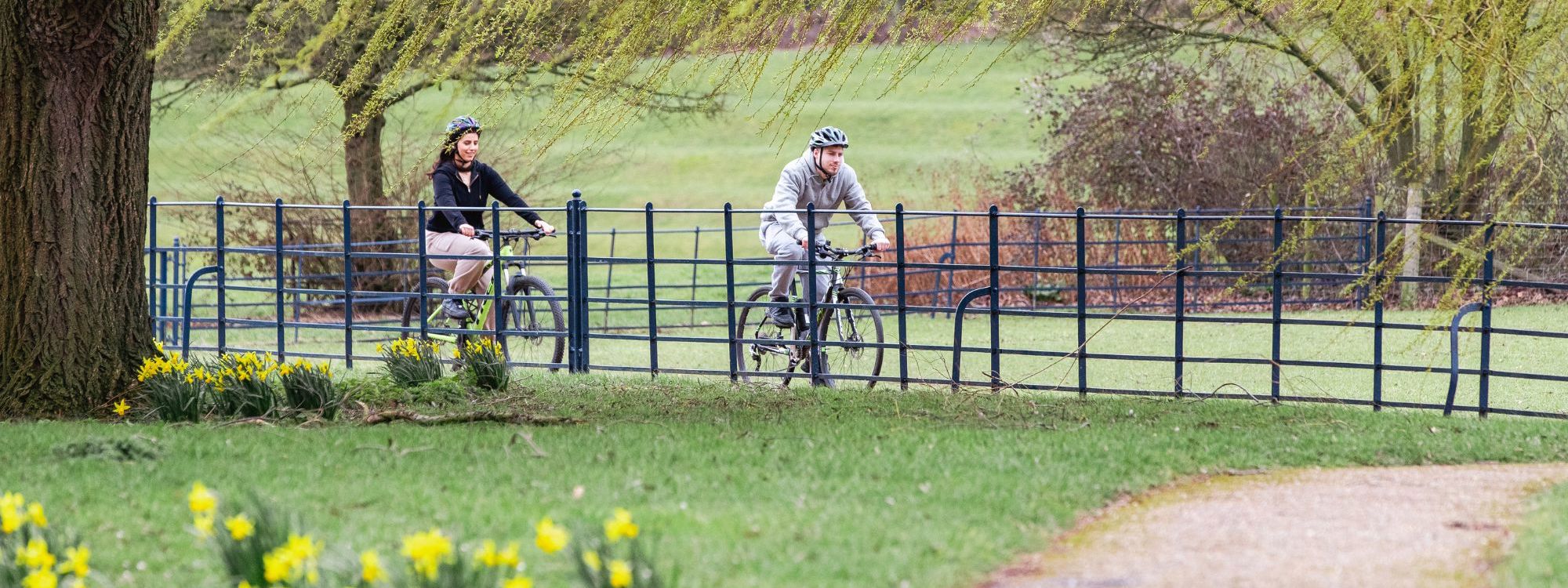 Two people cycling along path in Campbell Park with daffodils