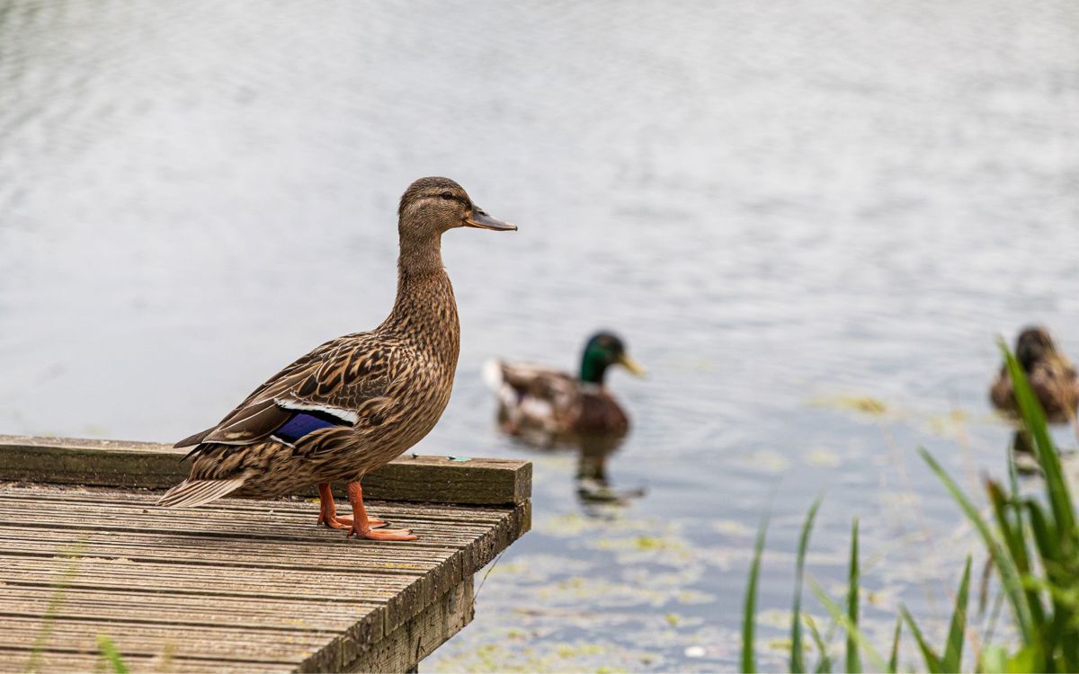 Ducks at Lodge Lake