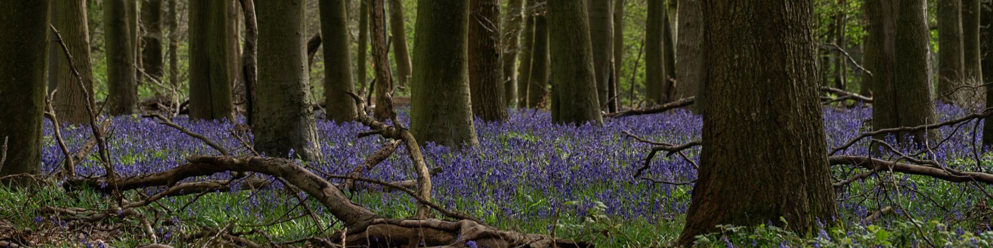 Bluebells in woodland