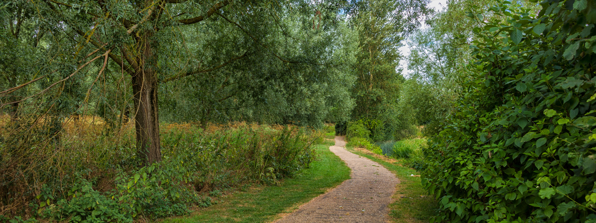 A footpath winding through grass and woodland