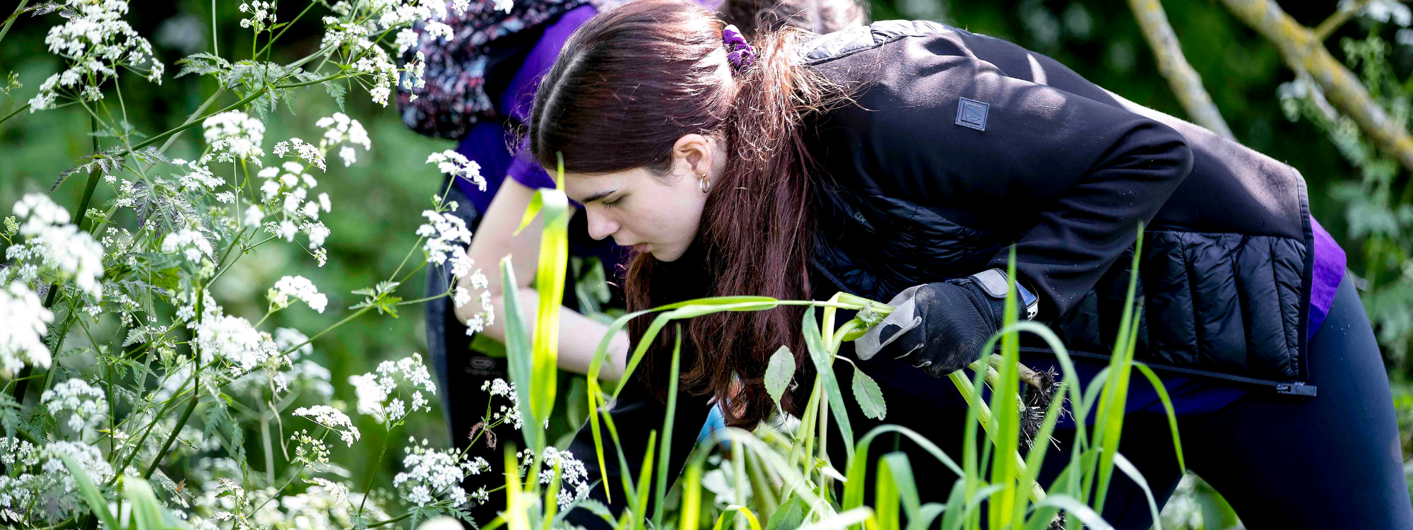 A female teenager looking closely at a plant in a hedgerow