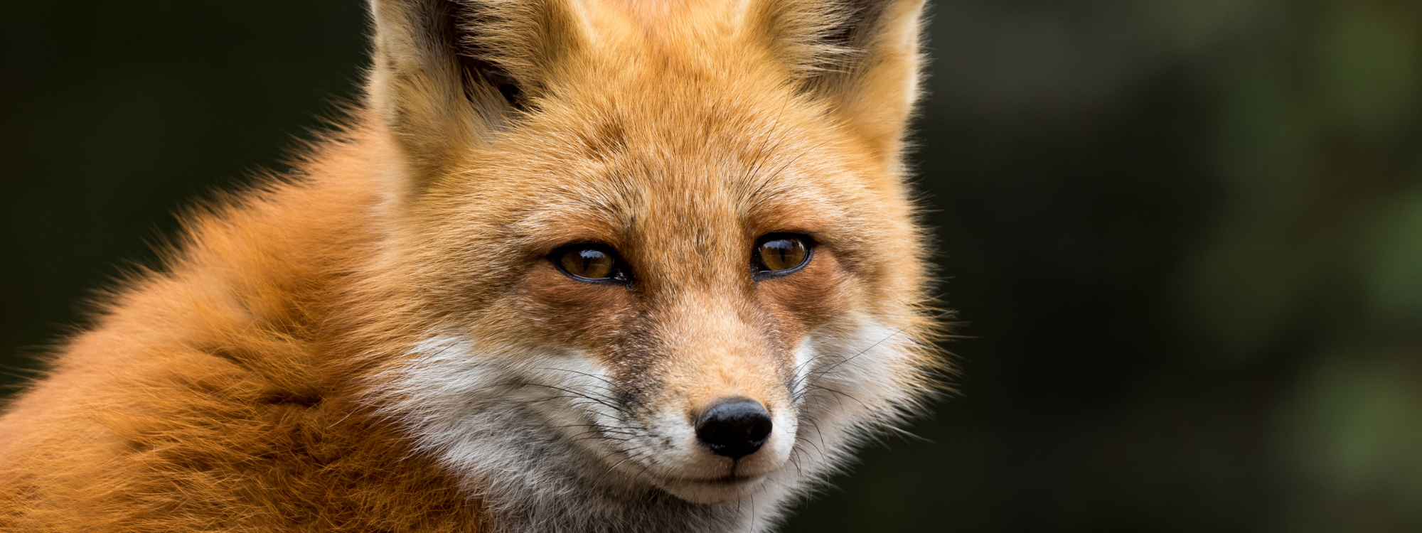 A red fox staring almost directly into the camera